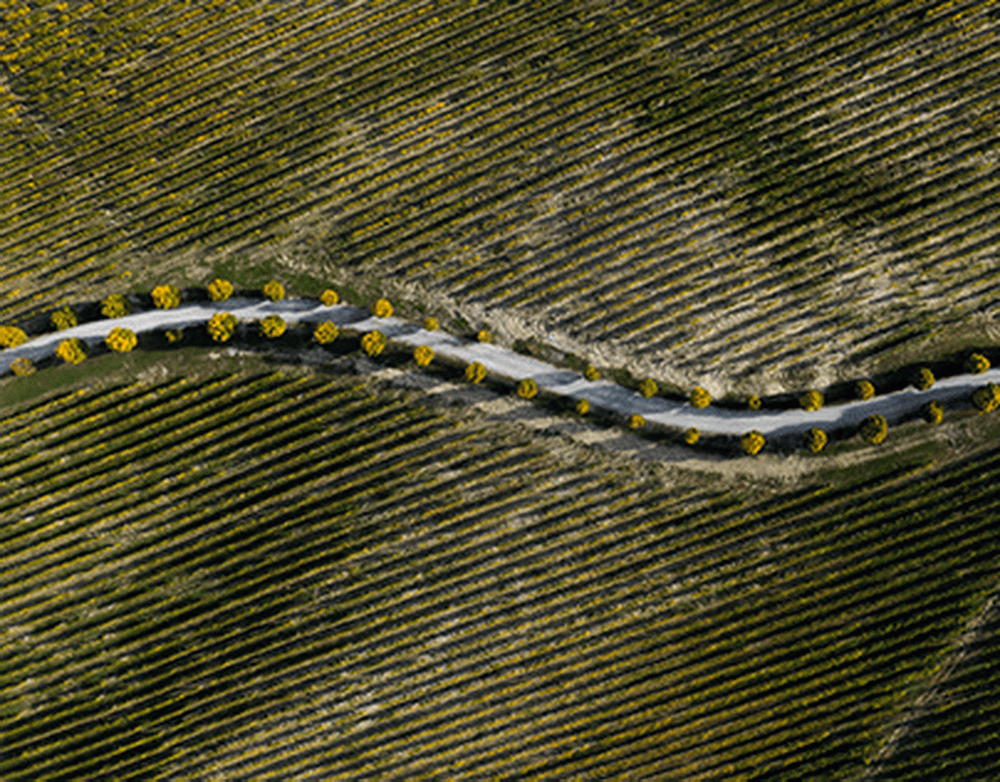 Жанна Агалакова и Антон Лирник признаны иноагентами в РФ